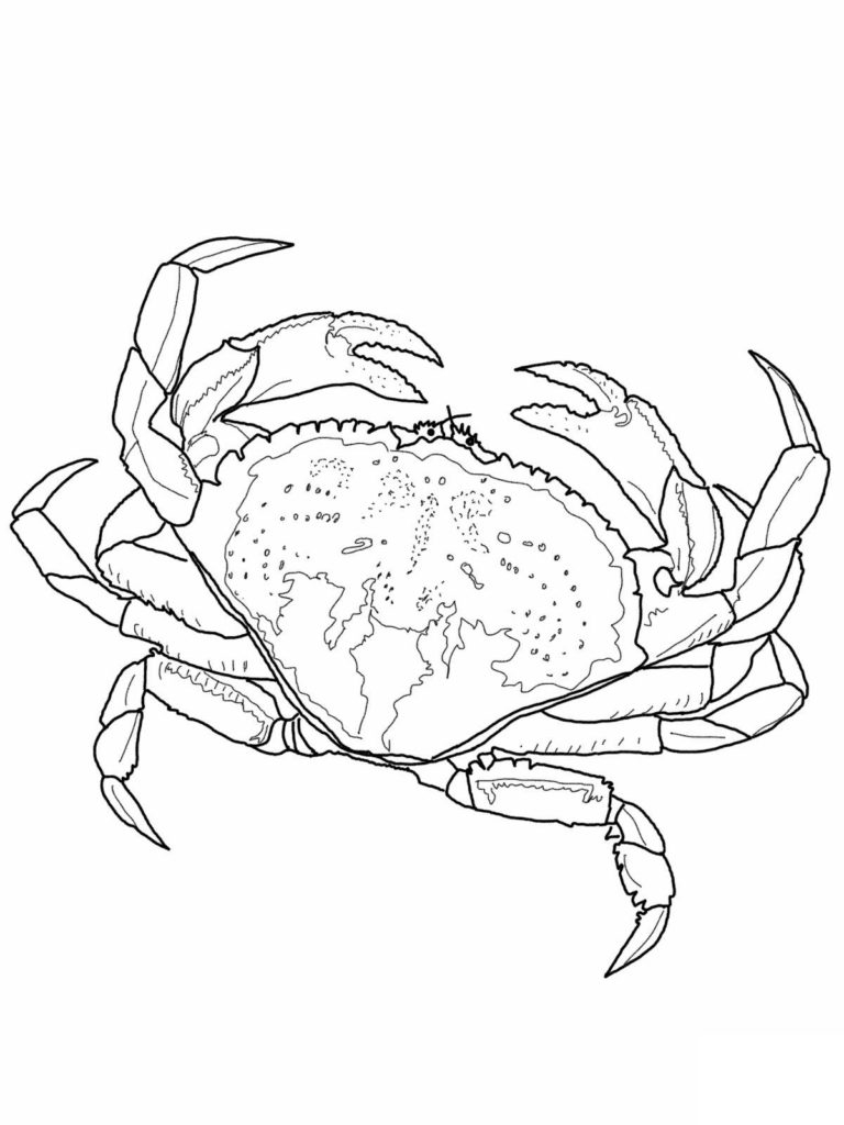 Kids Embroidery Patterns Coloring Free Printable Crabng Pages For Kids Embroidery Patterns