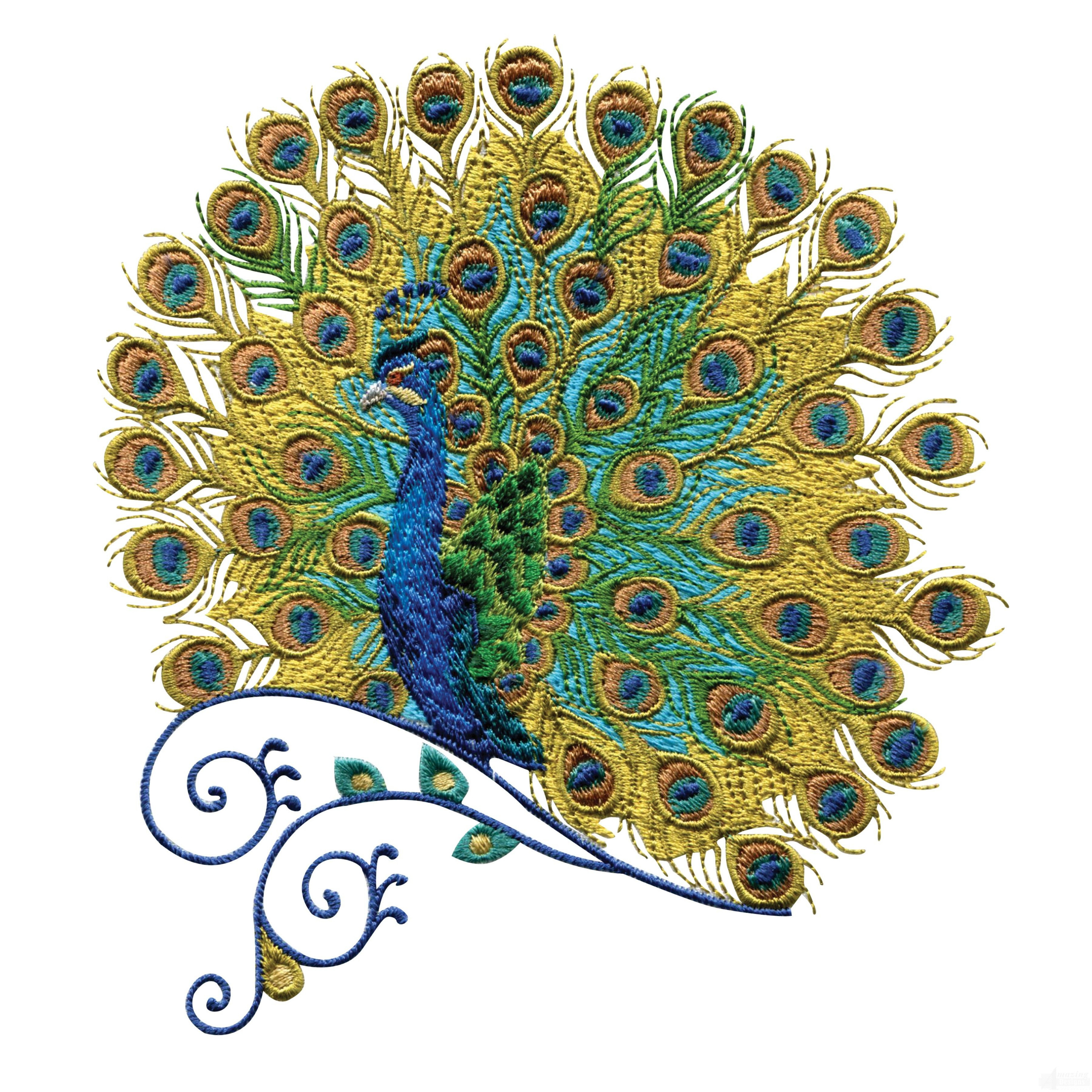 Machine Embroidery Patterns 59 Fresh Peacock Feather Embroidery Designs Wwwmrsbroos