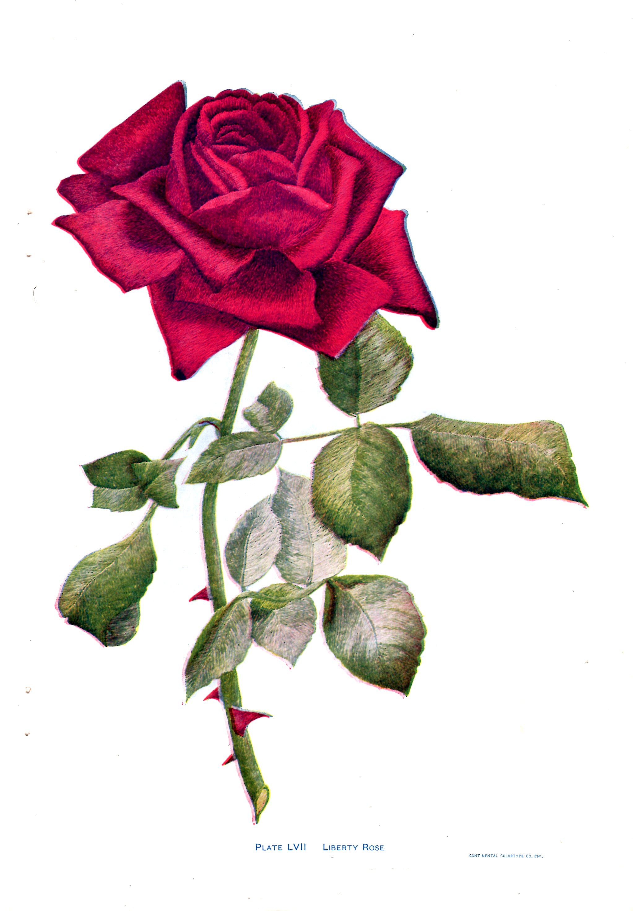 Rose Embroidery Pattern Vintage Flower Embroidery Pattern A Red Rose Vintage Crafts And More